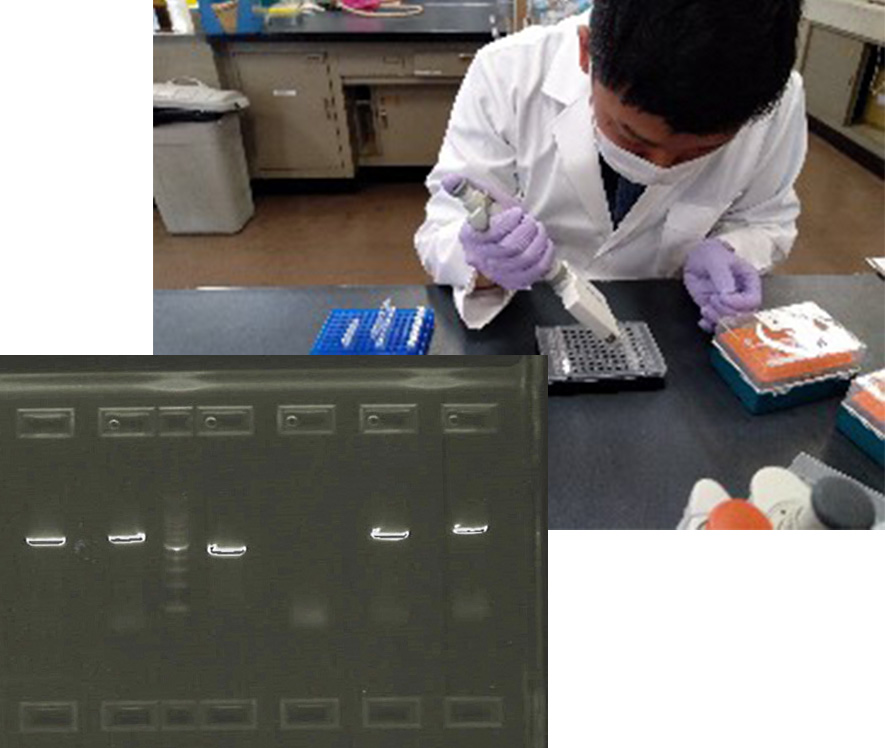 画像：PCR検査の様子と検査結果