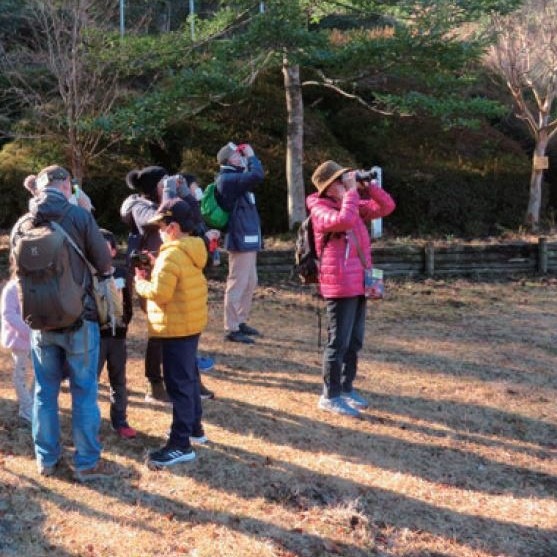 バードウォッチング